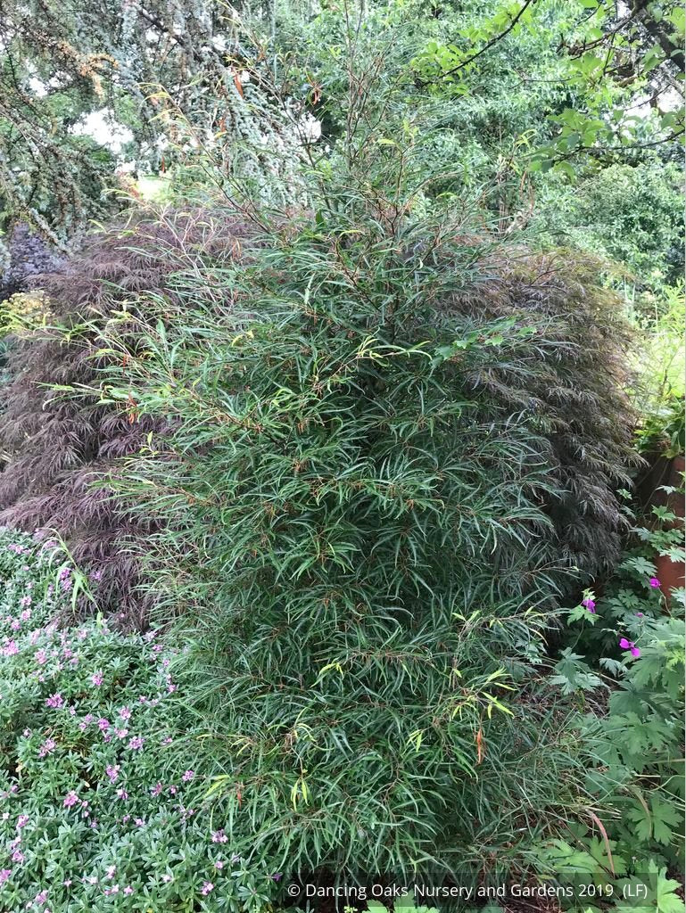 Trees ~ Fagus sylvatica 'Mercedes', Fernleaf European Beech ~ Dancing Oaks Nursery and Gardens ~ Retail Nursery ~ Mail Order Nursery