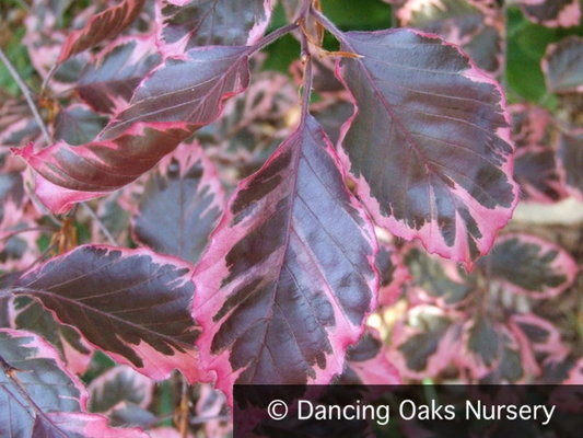 Trees ~ Fagus sylvatica 'Purpurea Tricolor' (syn. 'Roseomarginata' European Beech ~ Dancing Oaks Nursery and Gardens ~ Retail Nursery ~ Mail Order Nursery