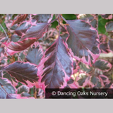Trees ~ Fagus sylvatica 'Purpurea Tricolor' (syn. 'Roseomarginata' European Beech ~ Dancing Oaks Nursery and Gardens ~ Retail Nursery ~ Mail Order Nursery