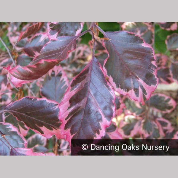 Fagus sylvatica 'Purpurea Tricolor' (syn. 'Roseomarginata'), European –  Dancing Oaks Nursery and Gardens