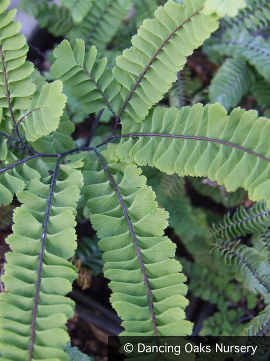 Ferns ~ Adiantum aleuticum 'Subpumilum', Dwarf Western Maidenhair Fern ~ Dancing Oaks Nursery and Gardens ~ Retail Nursery ~ Mail Order Nursery
