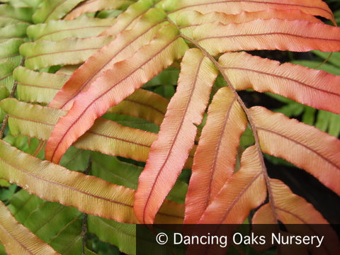 Ferns ~ Parablechnum novae-zelandiae (syn. Blechnum novae-zelandiae), Kio Kio ~ Dancing Oaks Nursery and Gardens ~ Retail Nursery ~ Mail Order Nursery