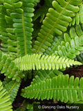 Ferns ~ Struthiopteris spicant (syn. Blechnum spicant), Deer Fern ~ Dancing Oaks Nursery and Gardens ~ Retail Nursery ~ Mail Order Nursery