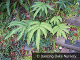Ferns ~ Dryopteris sieboldii, Japanese Wood Fern ~ Dancing Oaks Nursery and Gardens ~ Retail Nursery ~ Mail Order Nursery