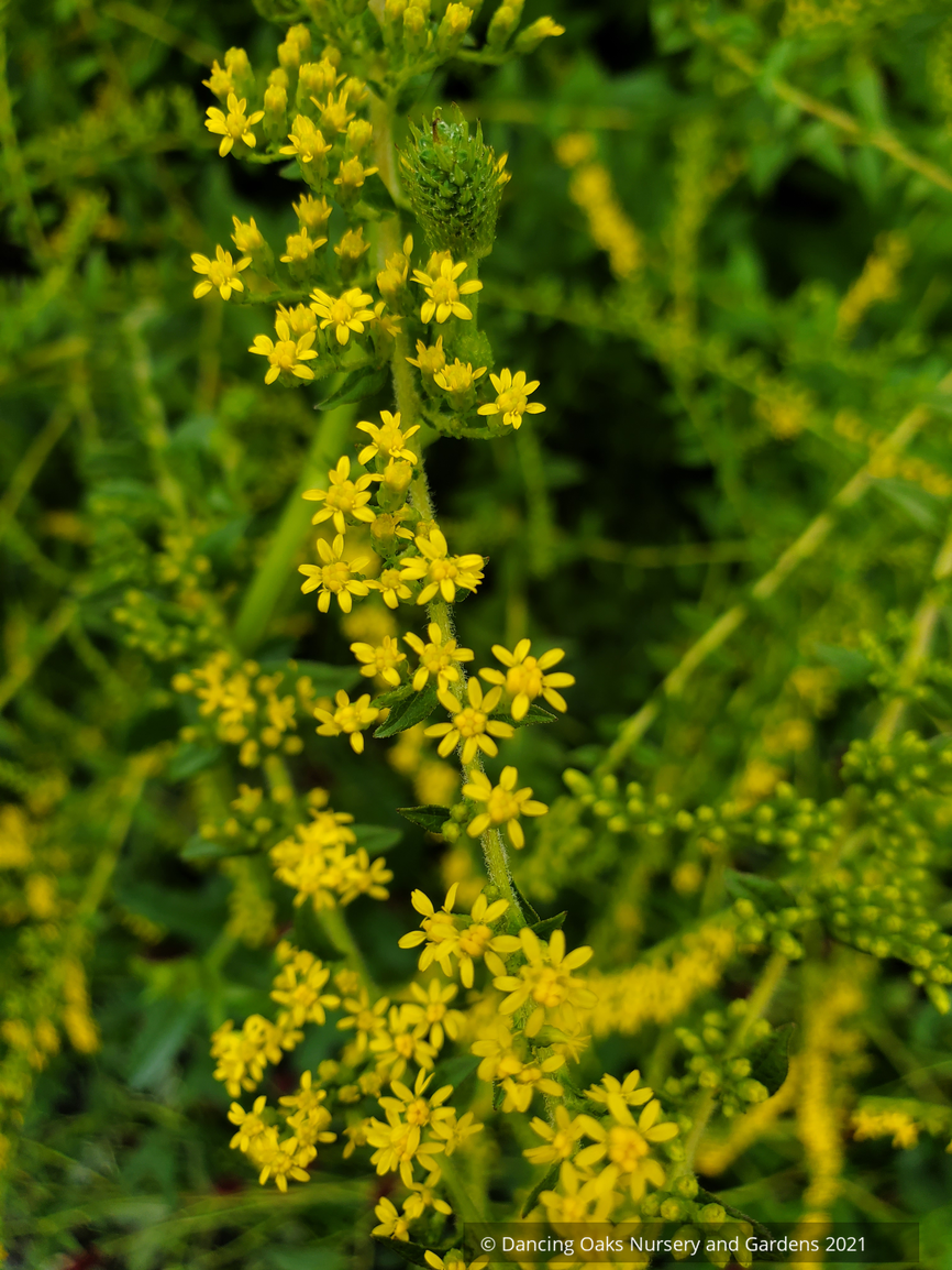 Perennials ~ Solidago rugosa 'Fireworks', Goldenrod ~ Dancing Oaks Nursery and Gardens ~ Retail Nursery ~ Mail Order Nursery