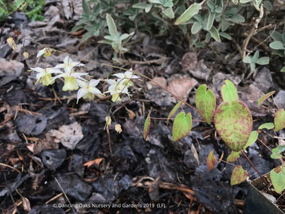 Perennials ~ Epimedium x 'Flowers of Sulphur', Barrenwort ~ Dancing Oaks Nursery and Gardens ~ Retail Nursery ~ Mail Order Nursery