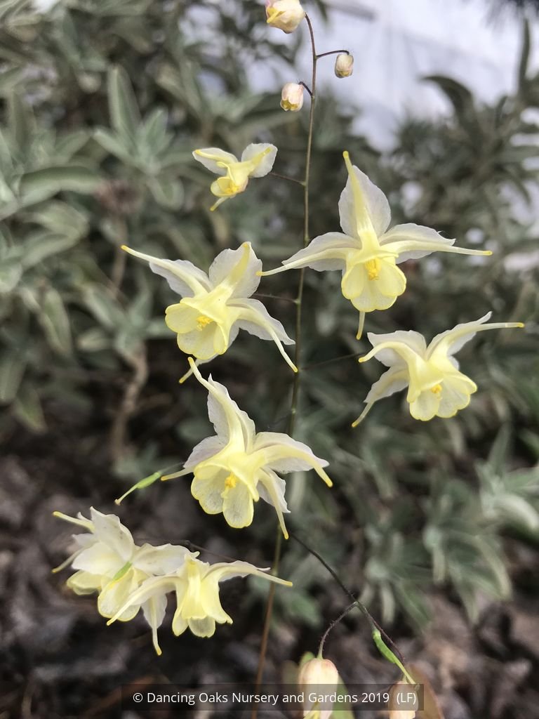 Perennials ~ Epimedium x 'Flowers of Sulphur', Barrenwort ~ Dancing Oaks Nursery and Gardens ~ Retail Nursery ~ Mail Order Nursery