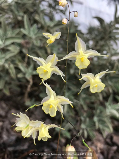 Perennials ~ Epimedium x 'Flowers of Sulphur', Barrenwort ~ Dancing Oaks Nursery and Gardens ~ Retail Nursery ~ Mail Order Nursery