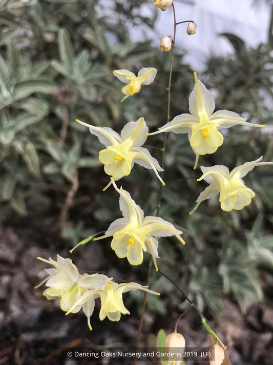 Perennials ~ Epimedium x 'Flowers of Sulphur', Barrenwort ~ Dancing Oaks Nursery and Gardens ~ Retail Nursery ~ Mail Order Nursery
