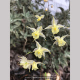 Perennials ~ Epimedium x 'Flowers of Sulphur', Barrenwort ~ Dancing Oaks Nursery and Gardens ~ Retail Nursery ~ Mail Order Nursery