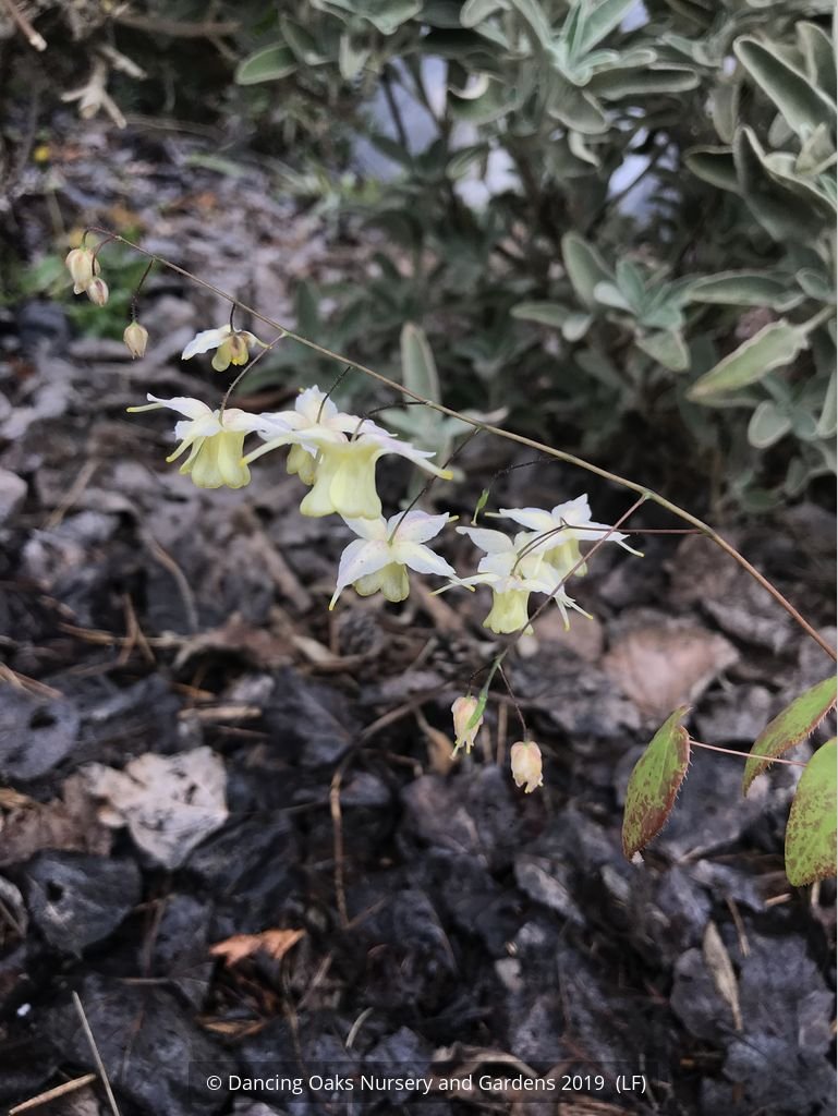 Perennials ~ Epimedium x 'Flowers of Sulphur', Barrenwort ~ Dancing Oaks Nursery and Gardens ~ Retail Nursery ~ Mail Order Nursery