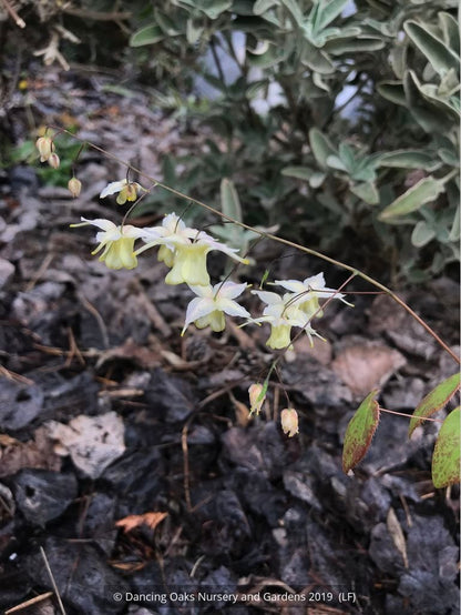 Perennials ~ Epimedium x 'Flowers of Sulphur', Barrenwort ~ Dancing Oaks Nursery and Gardens ~ Retail Nursery ~ Mail Order Nursery