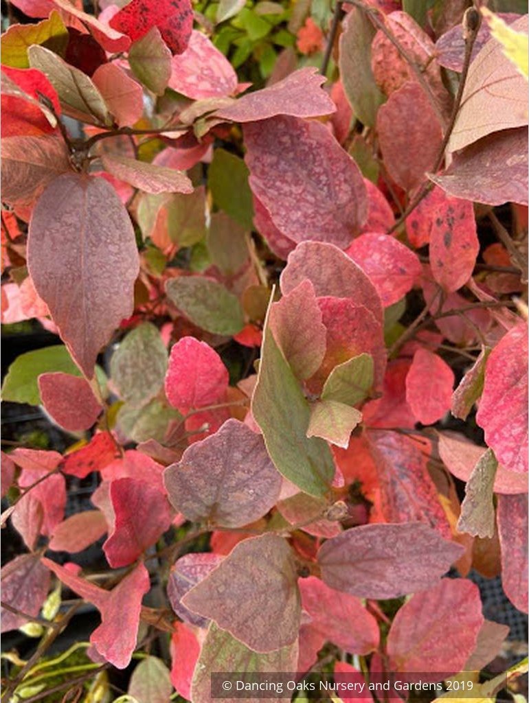 Shrubs ~ Fothergilla gardenii 'Jane Platt', Dwarf Fothergilla ~ Dancing Oaks Nursery and Gardens ~ Retail Nursery ~ Mail Order Nursery