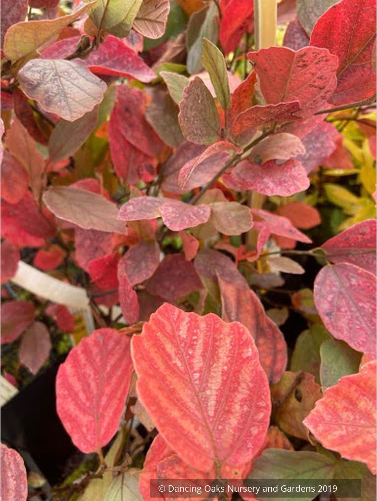 Shrubs ~ Fothergilla gardenii 'Jane Platt', Dwarf Fothergilla ~ Dancing Oaks Nursery and Gardens ~ Retail Nursery ~ Mail Order Nursery