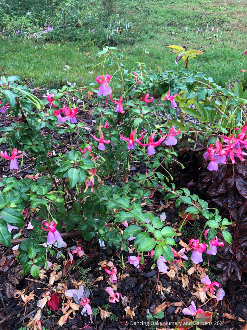 Perennials ~ Fuchsia 'Foxgrove Wood', Hardy Fuchsia ~ Dancing Oaks Nursery and Gardens ~ Retail Nursery ~ Mail Order Nursery