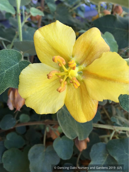 Shrubs ~ Fremontodendron 'Ken Taylor', Flannel Bush ~ Dancing Oaks Nursery and Gardens ~ Retail Nursery ~ Mail Order Nursery