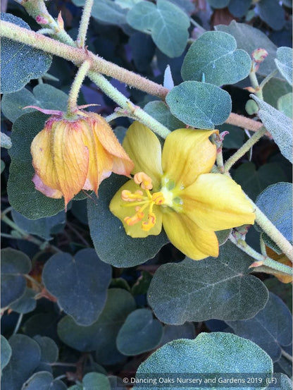 Shrubs ~ Fremontodendron 'Ken Taylor', Flannel Bush ~ Dancing Oaks Nursery and Gardens ~ Retail Nursery ~ Mail Order Nursery