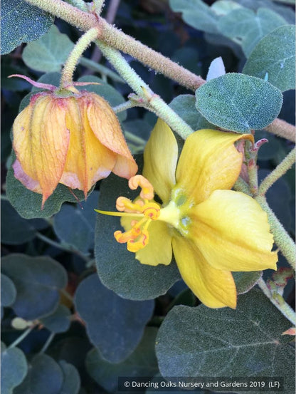 Shrubs ~ Fremontodendron 'Ken Taylor', Flannel Bush ~ Dancing Oaks Nursery and Gardens ~ Retail Nursery ~ Mail Order Nursery