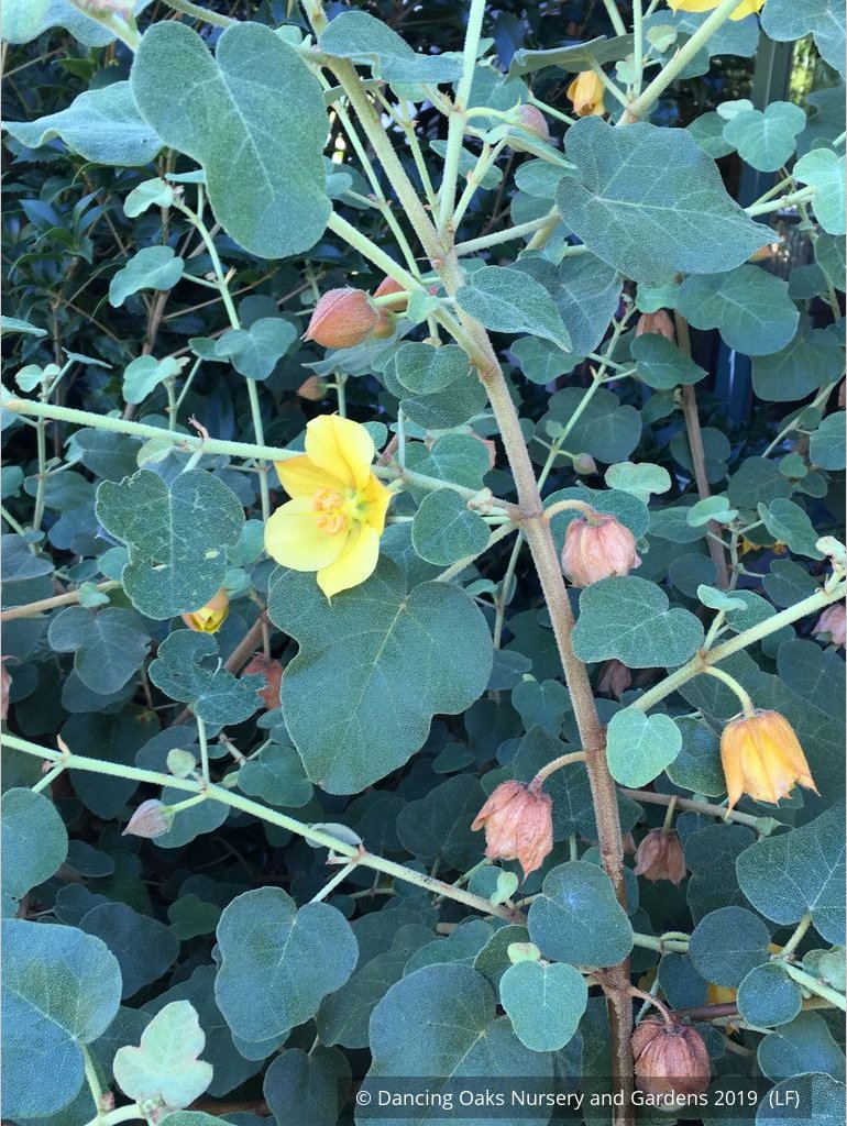Shrubs ~ Fremontodendron 'Ken Taylor', Flannel Bush ~ Dancing Oaks Nursery and Gardens ~ Retail Nursery ~ Mail Order Nursery
