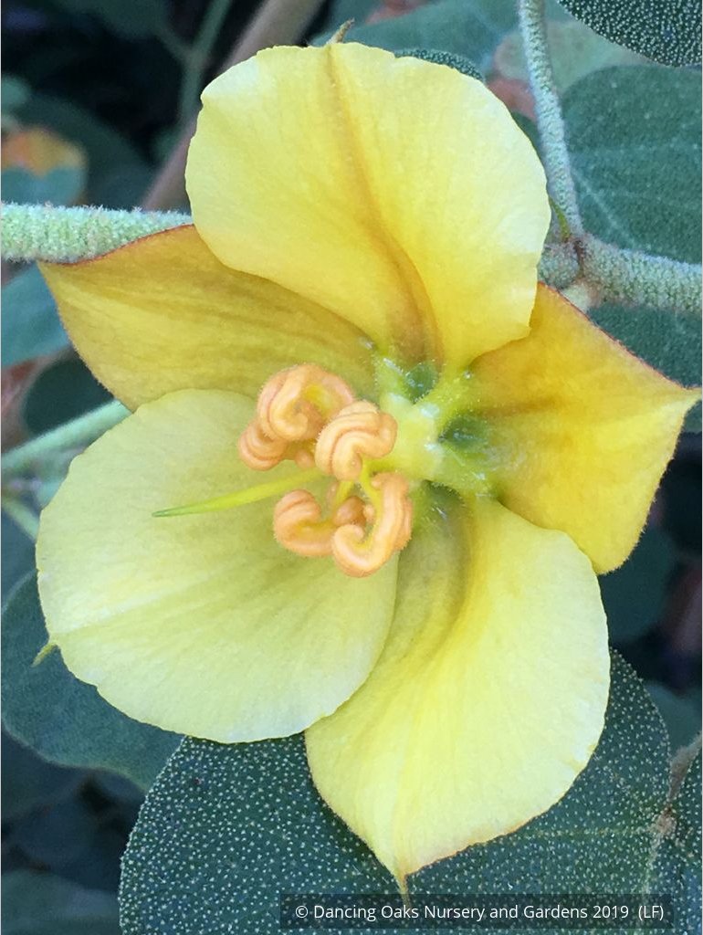 Shrubs ~ Fremontodendron 'Ken Taylor', Flannel Bush ~ Dancing Oaks Nursery and Gardens ~ Retail Nursery ~ Mail Order Nursery