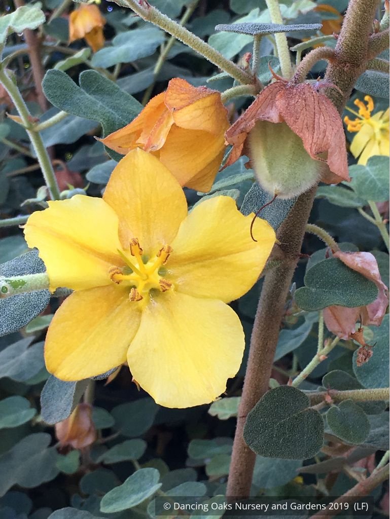 Shrubs ~ Fremontodendron 'Ken Taylor', Flannel Bush ~ Dancing Oaks Nursery and Gardens ~ Retail Nursery ~ Mail Order Nursery