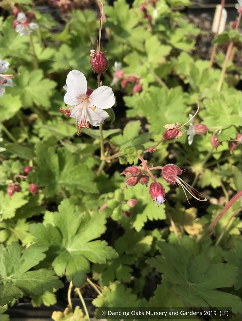 Perennials ~ Geranium macrorrhizum 'Album', Hardy Geranium ~ Dancing Oaks Nursery and Gardens ~ Retail Nursery ~ Mail Order Nursery