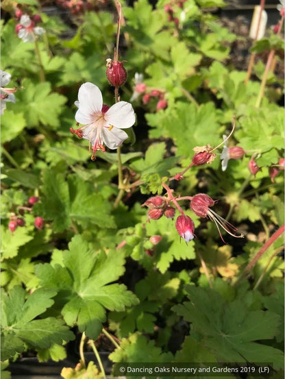 Perennials ~ Geranium macrorrhizum 'Album', Hardy Geranium ~ Dancing Oaks Nursery and Gardens ~ Retail Nursery ~ Mail Order Nursery