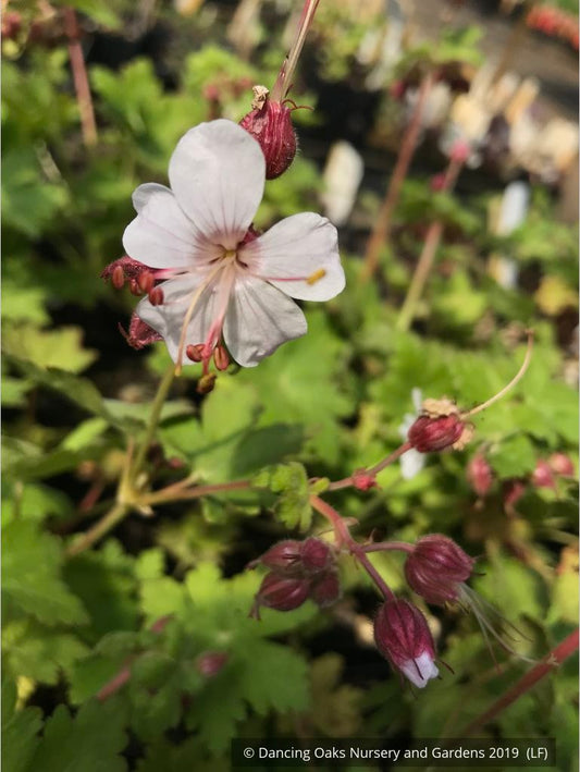 Perennials ~ Geranium macrorrhizum 'Album', Hardy Geranium ~ Dancing Oaks Nursery and Gardens ~ Retail Nursery ~ Mail Order Nursery