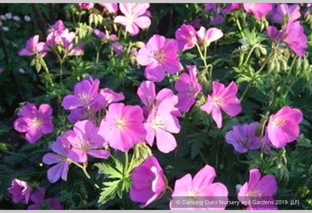 Perennials ~ Geranium oreganum, Native Geranium ~ Dancing Oaks Nursery and Gardens ~ Retail Nursery ~ Mail Order Nursery