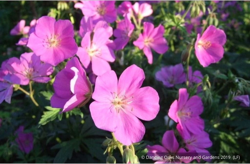 Perennials ~ Geranium oreganum, Native Geranium ~ Dancing Oaks Nursery and Gardens ~ Retail Nursery ~ Mail Order Nursery
