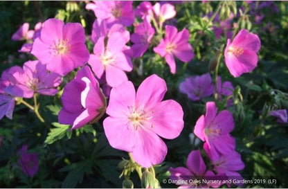Perennials ~ Geranium oreganum, Native Geranium ~ Dancing Oaks Nursery and Gardens ~ Retail Nursery ~ Mail Order Nursery