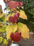 Trees ~ Cercis canadensis Flame Thrower™ NC2016-2, Eastern Redbud ~ Dancing Oaks Nursery and Gardens ~ Retail Nursery ~ Mail Order Nursery