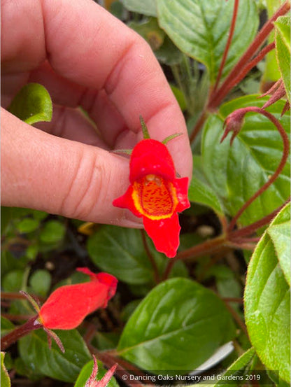 Perennials ~ Seemannia (syn. Gloxinia) nematanthodes 'Evita', Hardy Gloxinia ~ Dancing Oaks Nursery and Gardens ~ Retail Nursery ~ Mail Order Nursery