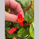 Perennials ~ Seemannia (syn. Gloxinia) nematanthodes 'Evita', Hardy Gloxinia ~ Dancing Oaks Nursery and Gardens ~ Retail Nursery ~ Mail Order Nursery