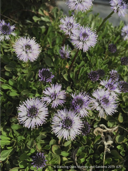 Perennials ~ Globularia cordifolia, Heart-leaved Globe Daisy ~ Dancing Oaks Nursery and Gardens ~ Retail Nursery ~ Mail Order Nursery
