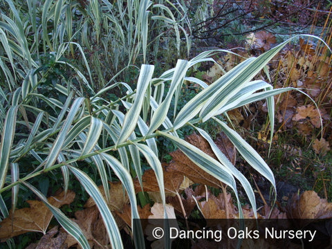 Grasses ~ Arundo donax var. 'Versicolor', Giant Reed Grass ~ Dancing Oaks Nursery and Gardens ~ Retail Nursery ~ Mail Order Nursery