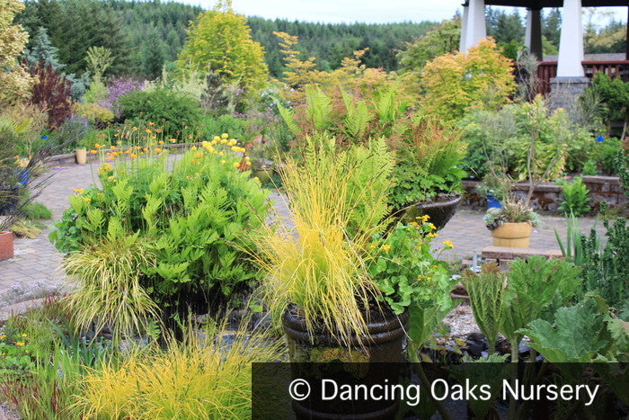Grasses ~ Carex elata 'Bowles Golden', Bowles Golden Sedge ~ Dancing Oaks Nursery and Gardens ~ Retail Nursery ~ Mail Order Nursery