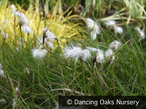 Grasses ~ Eriophorum angustifolium, Cotton Grass ~ Dancing Oaks Nursery and Gardens ~ Retail Nursery ~ Mail Order Nursery