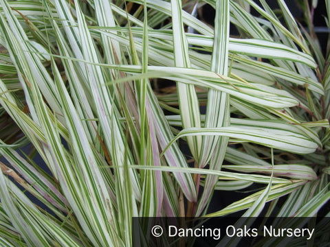 Grasses ~ Hakonechloa macra 'Fubuki' PPAF, Japanese Forest Grass ~ Dancing Oaks Nursery and Gardens ~ Retail Nursery ~ Mail Order Nursery
