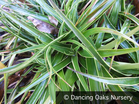 Grasses ~ Luzula sylvatica 'Marginata', Variegated Wood Rush ~ Dancing Oaks Nursery and Gardens ~ Retail Nursery ~ Mail Order Nursery