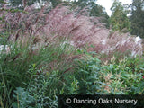 Grasses ~ Miscanthus sinensis 'Kascade', Chinese Silver Grass ~ Dancing Oaks Nursery and Gardens ~ Retail Nursery ~ Mail Order Nursery
