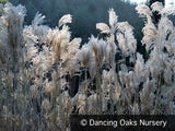 Grasses ~ Miscanthus sinensis 'Kascade', Chinese Silver Grass ~ Dancing Oaks Nursery and Gardens ~ Retail Nursery ~ Mail Order Nursery