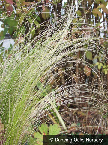 Grasses ~ Nassella tenuissima (syn Stipa tenuissima), Mexican Feather Grass ~ Dancing Oaks Nursery and Gardens ~ Retail Nursery ~ Mail Order Nursery