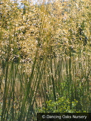 Grasses ~ Stipa gigantea, Giant Feather Grass ~ Dancing Oaks Nursery and Gardens ~ Retail Nursery ~ Mail Order Nursery