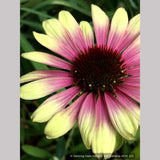 Perennials ~ Echinacea Green Twister™, Coneflower ~ Dancing Oaks Nursery and Gardens ~ Retail Nursery ~ Mail Order Nursery