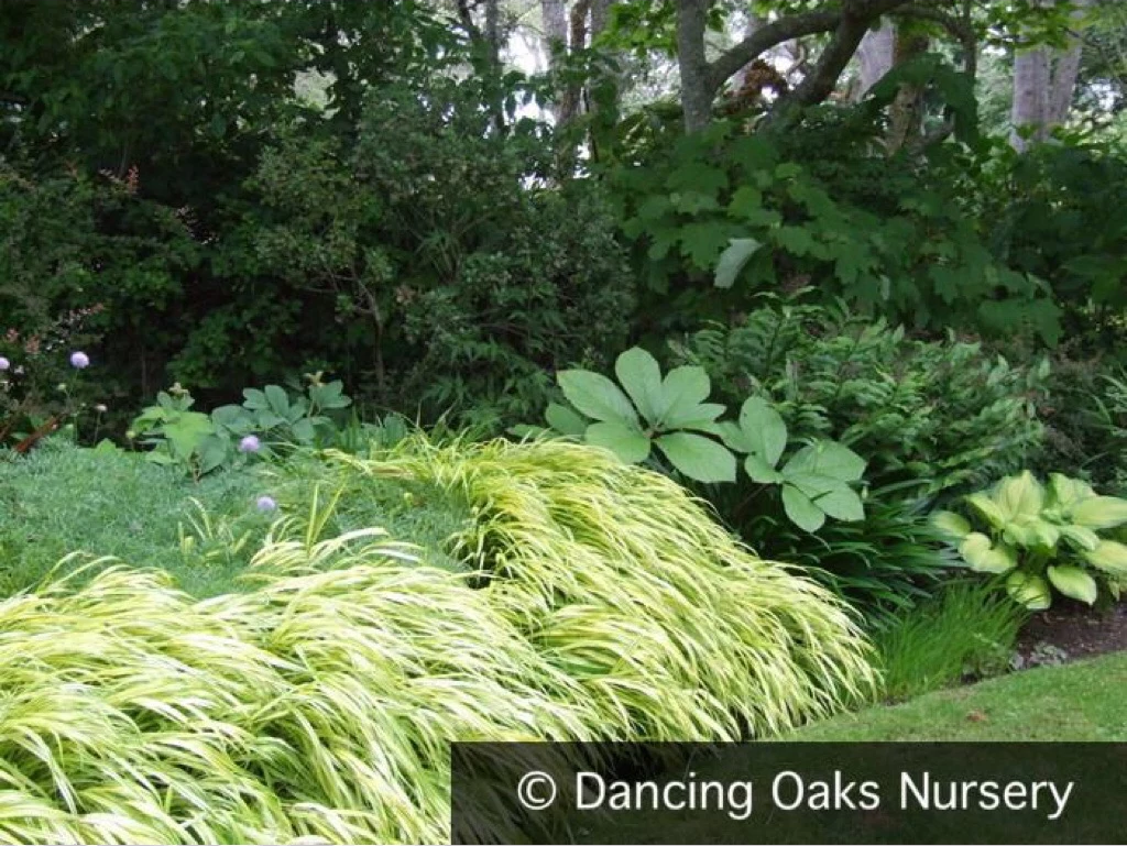 Grasses ~ Hakonechloa macra 'Aureola', Japanese Forest Grass ~ Dancing Oaks Nursery and Gardens ~ Retail Nursery ~ Mail Order Nursery