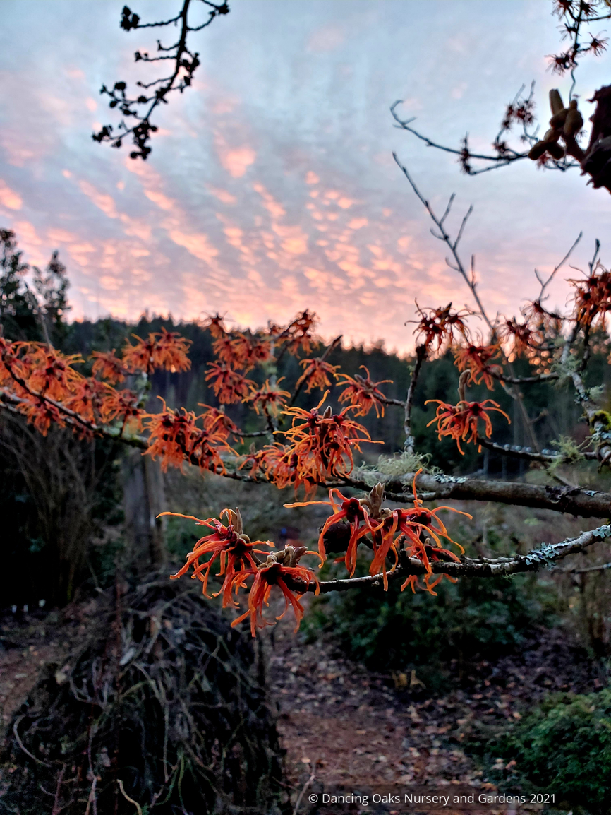Shrubs ~ Hamamelis x intermedia 'Jelena', Witch Hazel ~ Dancing Oaks Nursery and Gardens ~ Retail Nursery ~ Mail Order Nursery