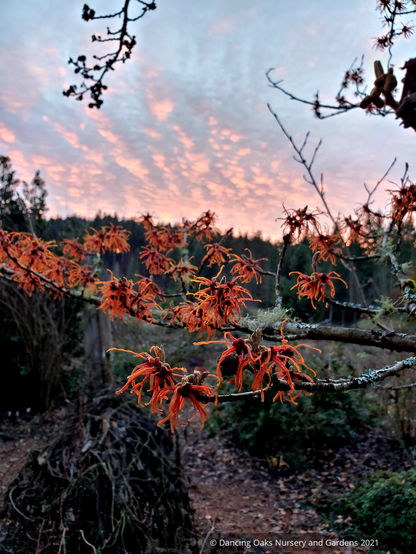 Shrubs ~ Hamamelis x intermedia 'Jelena', Witch Hazel ~ Dancing Oaks Nursery and Gardens ~ Retail Nursery ~ Mail Order Nursery