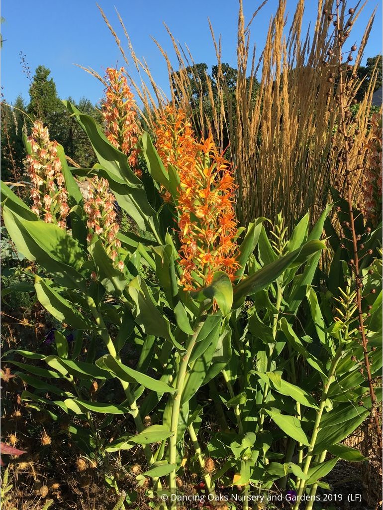Perennials ~ Hedychium coccinea 'Tara' ~ Dancing Oaks Nursery and Gardens ~ Retail Nursery ~ Mail Order Nursery