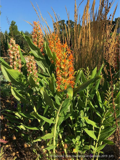 Perennials ~ Hedychium coccinea 'Tara' ~ Dancing Oaks Nursery and Gardens ~ Retail Nursery ~ Mail Order Nursery